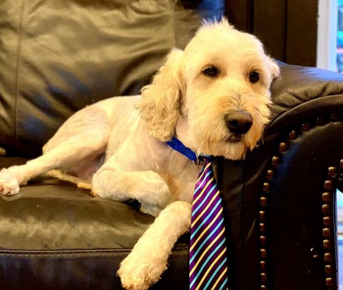 Bella The Doodle